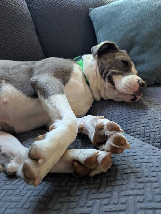 Enlarge Bae Bae, a ADOPTABLE Pit Bull Terrier in Denver, CO image 2/6