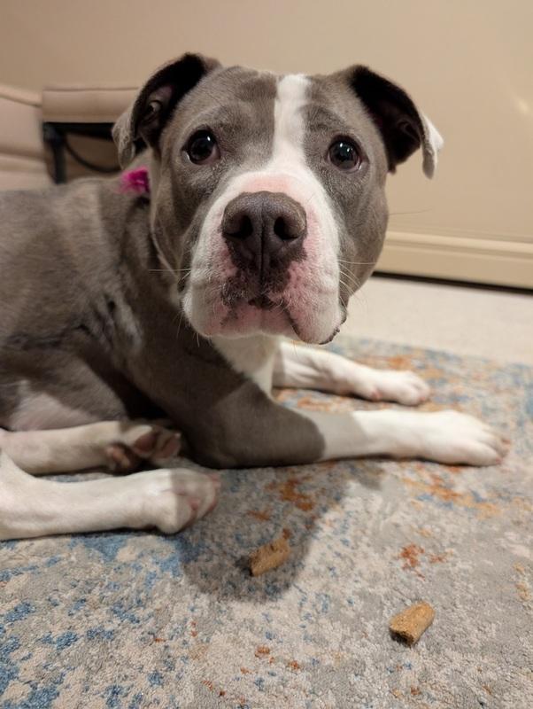 Bae Bae, ADOPTABLE, Young Female Pit Bull Terrier.