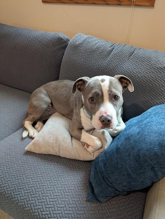 Enlarge Bae Bae, a ADOPTABLE Pit Bull Terrier in Denver, CO image 6/6