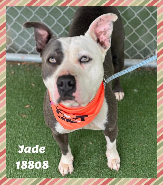 JADE, a ADOPTABLE mixed breed in Marietta, GA image 4/6