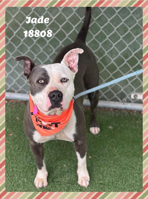 JADE, a ADOPTABLE mixed breed in Marietta, GA image 5/6