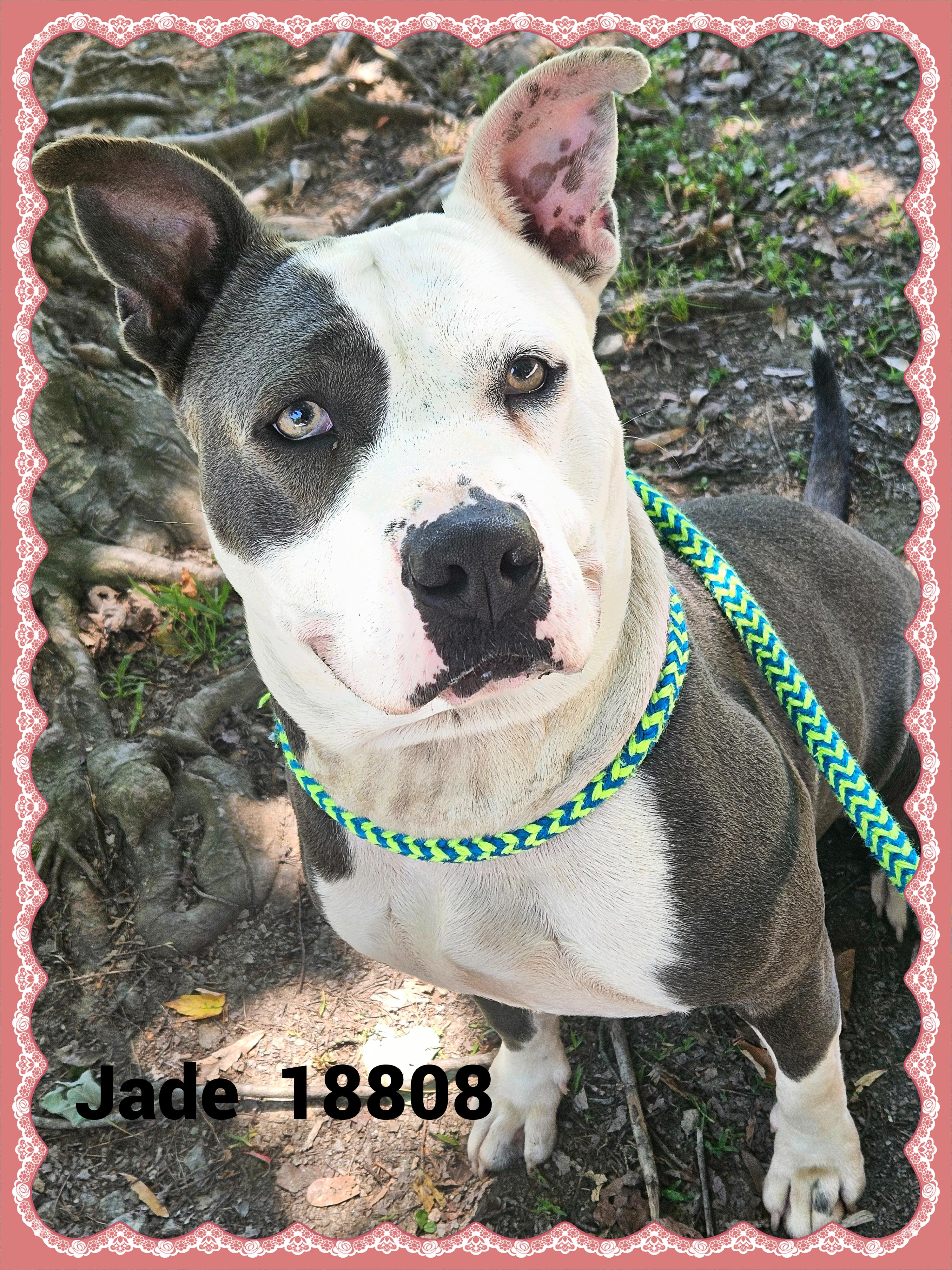 JADE, a ADOPTABLE mixed breed in Marietta, GA image 2/6