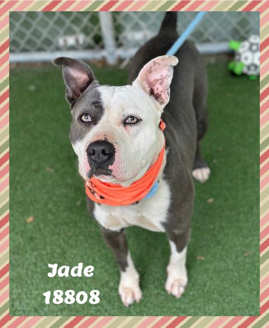 JADE, a ADOPTABLE mixed breed in Marietta, GA image 6/6