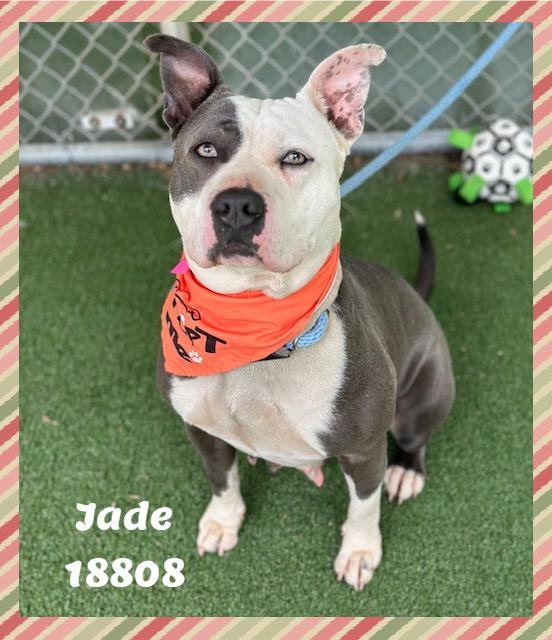 JADE, a ADOPTABLE mixed breed in Marietta, GA image 3/6