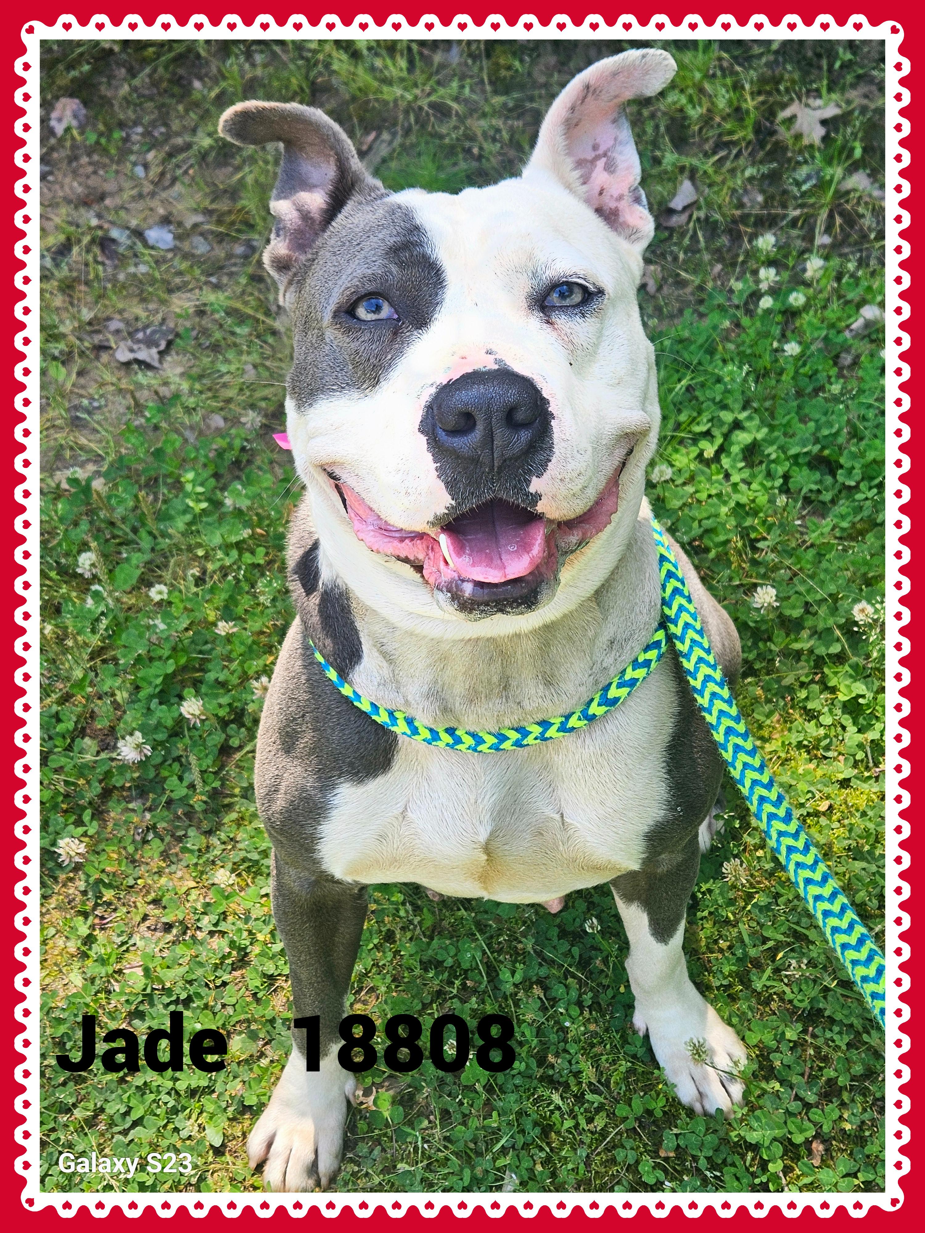 JADE, a ADOPTABLE mixed breed in Marietta, GA image 1/6
