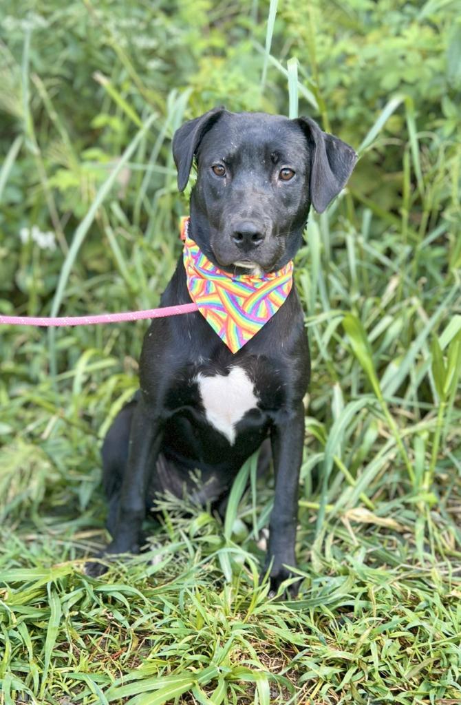 Midge, a Adoptable mixed breed in Ellijay, GA image 1/3