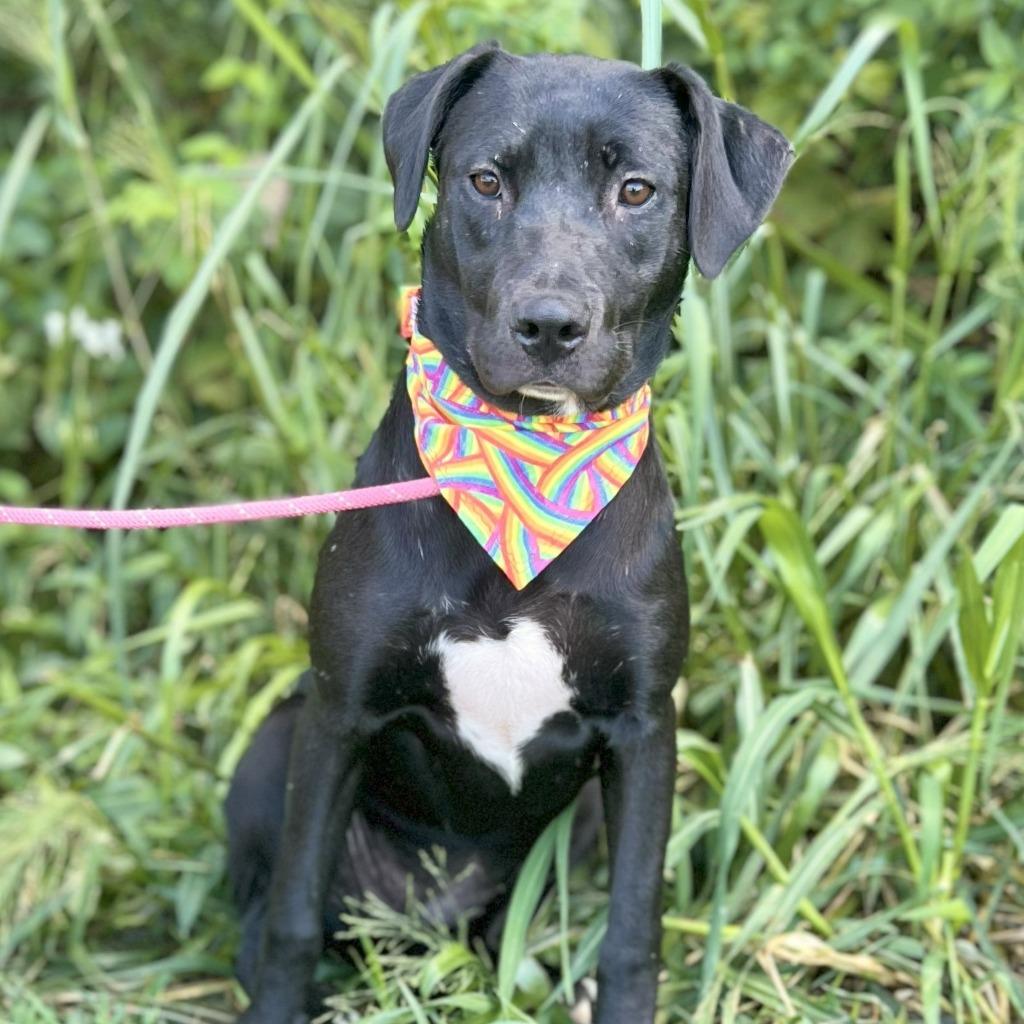 Midge, a Adoptable mixed breed in Ellijay, GA image 3/3