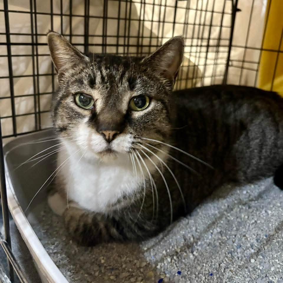 SOX, a Adoptable Domestic Short Hair in Centerville, GA image 2/5