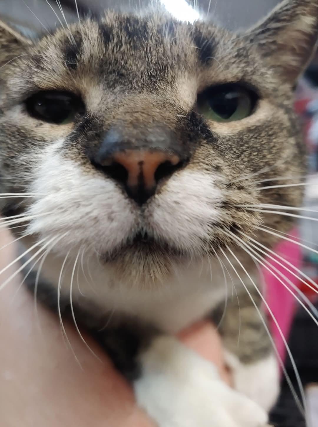 SOX, a Adoptable Domestic Short Hair in Centerville, GA image 4/5