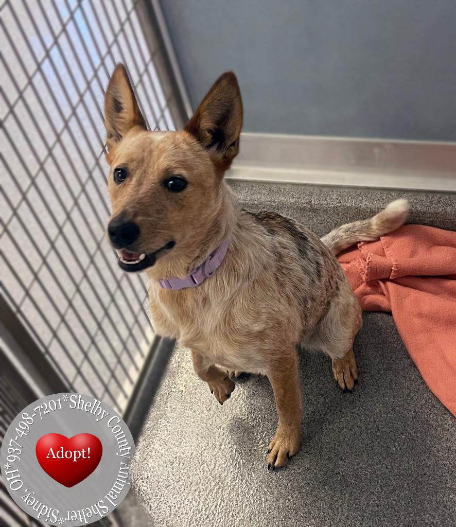 Bambi Yrly 293, Adoptable, Young Female Cattle Dog.