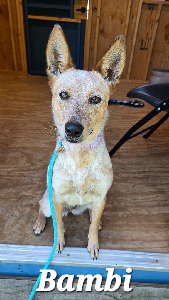 Bambi Yrly 293, a Adoptable mixed breed in Sidney, OH image 2/6