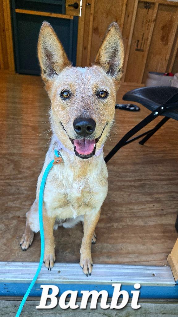 Bambi Yrly 293, a Adoptable mixed breed in Sidney, OH image 3/6