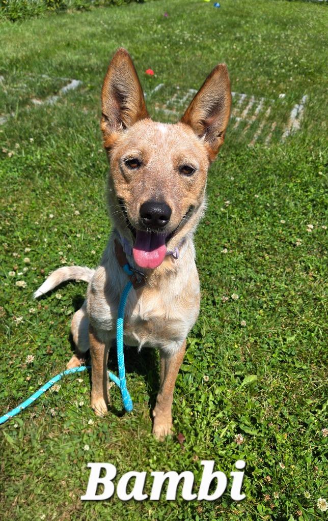 Bambi Yrly 293, a Adoptable mixed breed in Sidney, OH image 4/6
