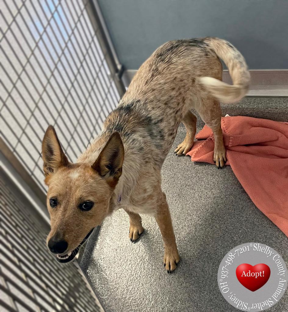 Bambi Yrly 293, a Adoptable mixed breed in Sidney, OH image 5/6
