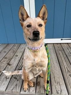 Bambi Yrly 293, a Adoptable mixed breed in Sidney, OH image 6/6