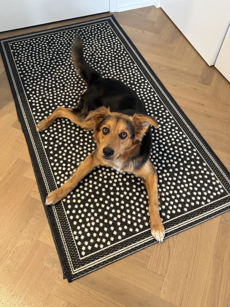 Odie, a Adoptable mixed breed in Manhattan, NY image 1/3