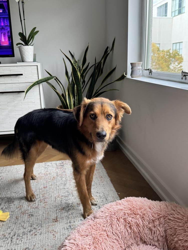 Odie, a Adoptable mixed breed in Manhattan, NY image 2/3