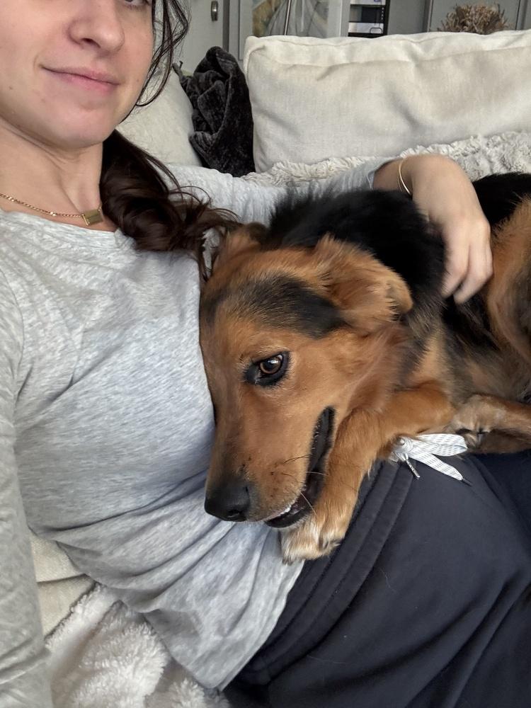 Odie, a Adoptable mixed breed in Manhattan, NY image 3/3