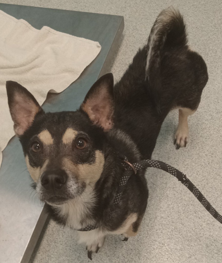 Dog for adoption Weston, a Terrier Mix in Frankfort, KY Petfinder