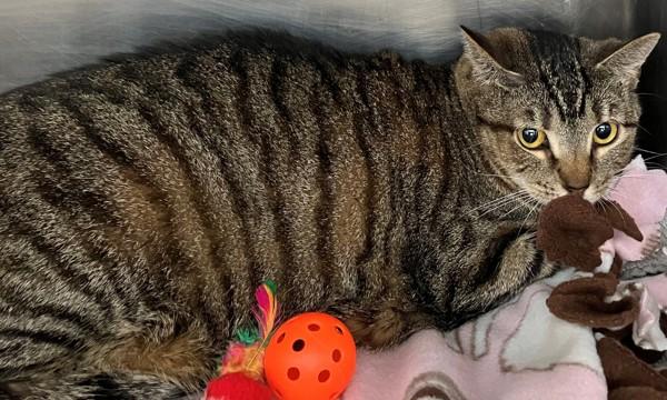 Enlarge Verrazano, a Adoptable mixed breed in Staten Island, NY image 1/1