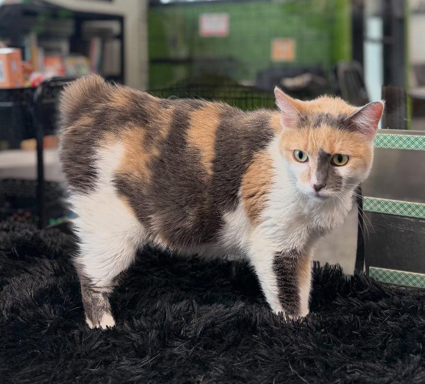 Enlarge Miso, a ADOPTABLE Domestic Short Hair in Cortland, OH image 6/6