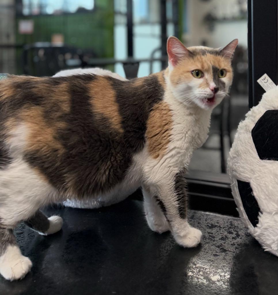 Enlarge Miso, a ADOPTABLE Domestic Short Hair in Cortland, OH image 5/6