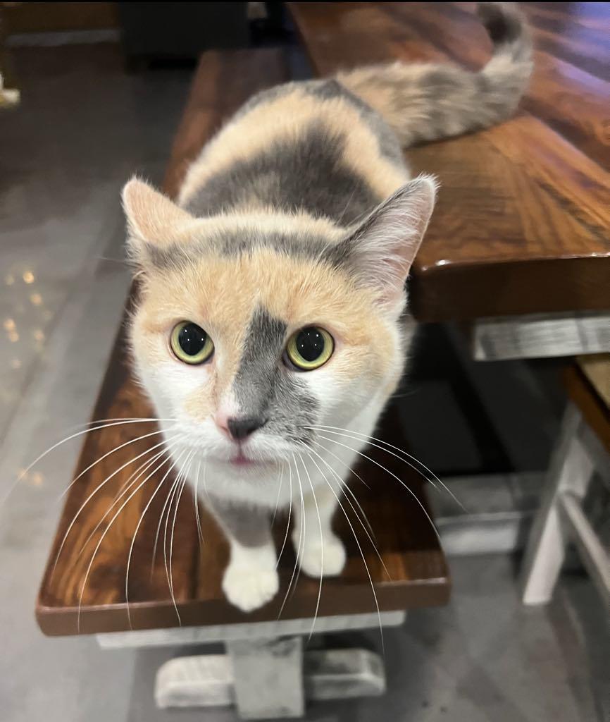 Scoots, ADOPTABLE, Adult Female Domestic Short Hair.