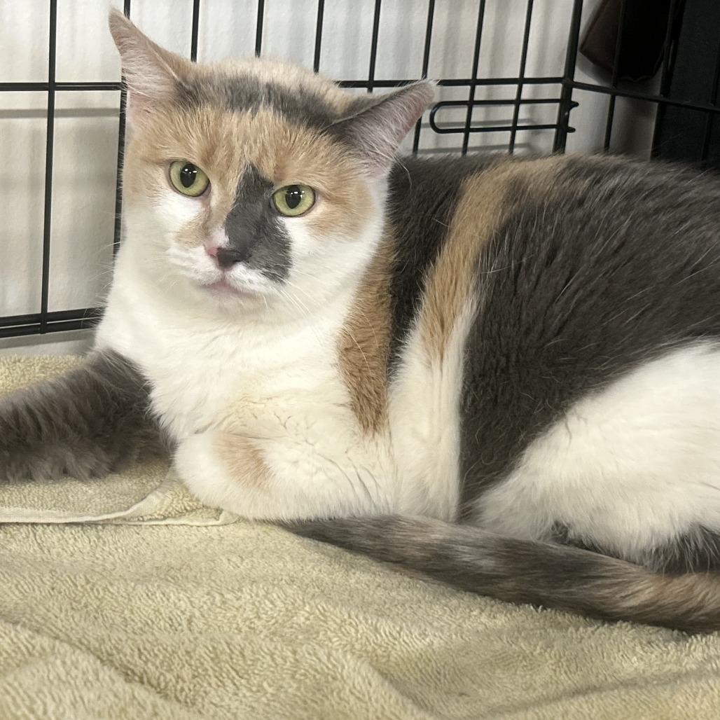 Enlarge Miso, a ADOPTABLE Domestic Short Hair in Cortland, OH image 4/6
