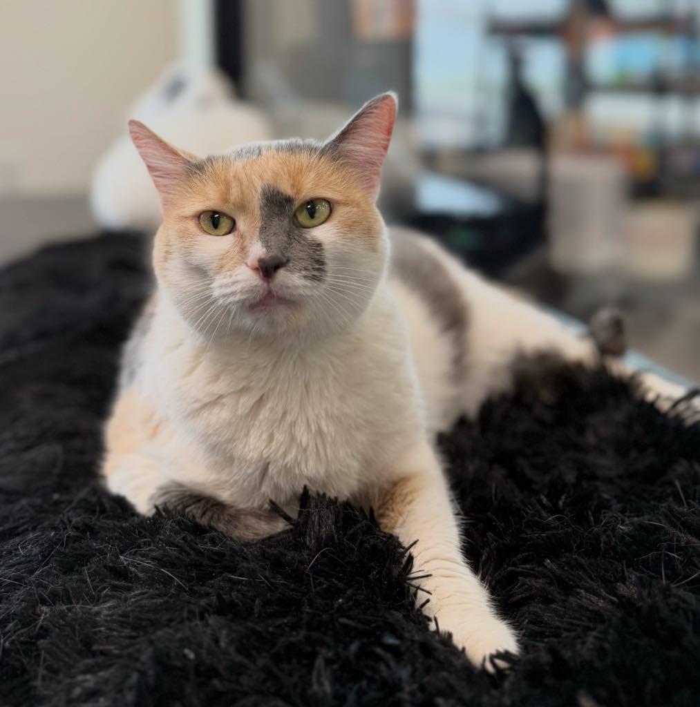 Enlarge Miso, a ADOPTABLE Domestic Short Hair in Cortland, OH image 1/6