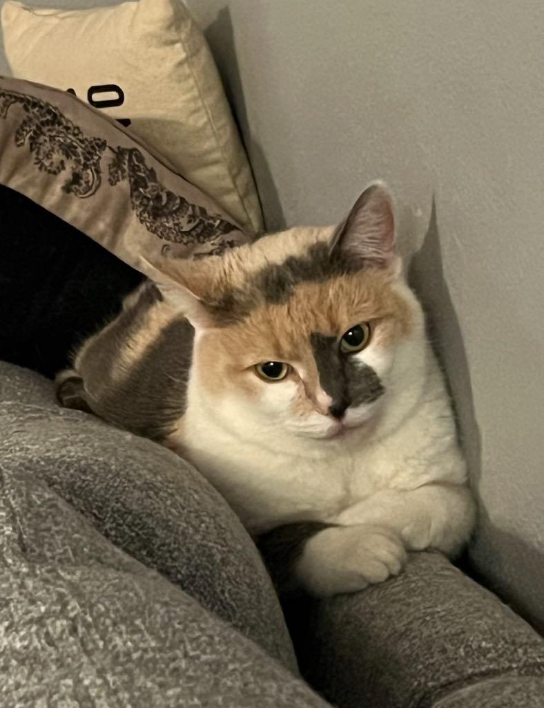 Enlarge Scoots, a ADOPTABLE Domestic Short Hair in Cortland, OH image 2/2