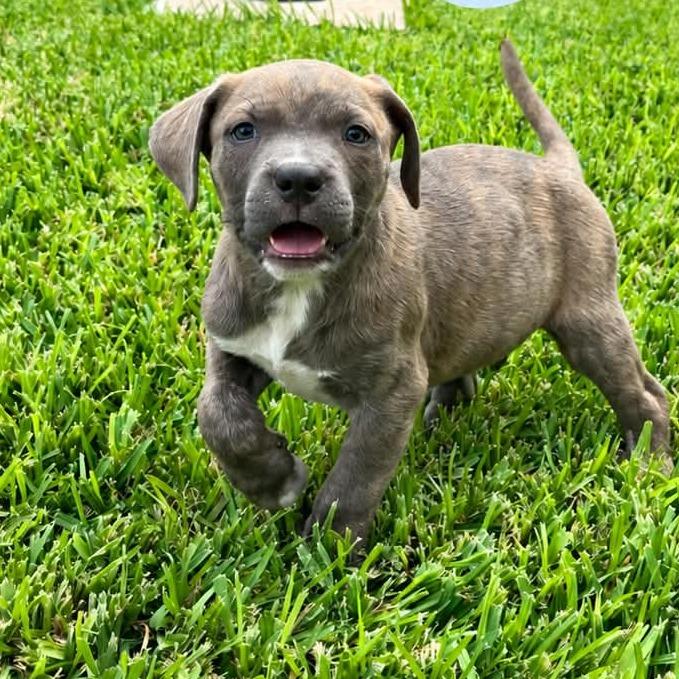 Enlarge Gunner, a Adopted Cane Corso in Odessa, TX image 1/1