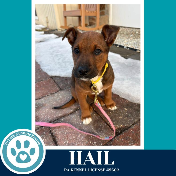 Hail (Mia’s Mini Meteorologists) 010326, Adoptable, Puppy Female Shepherd & Labrador Retriever.