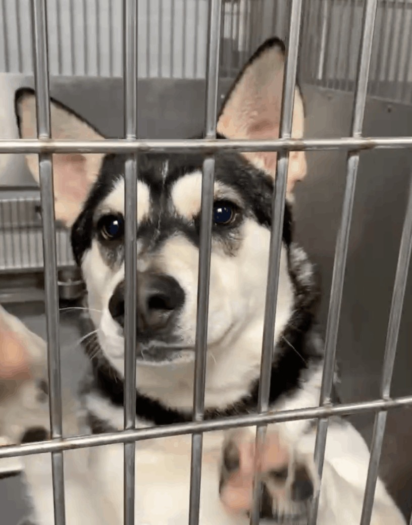 Cora, Adoptable, Young Female Husky.