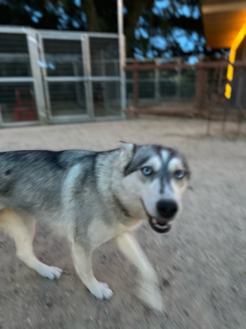 Enlarge Cora, a Adoptable Husky in Templeton, CA image 2/5