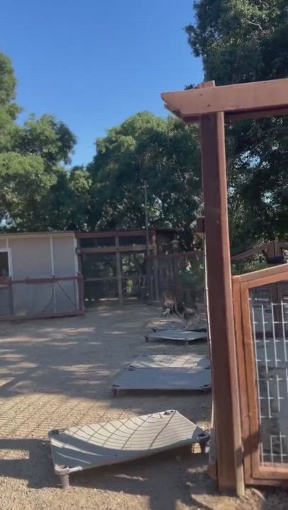 Enlarge Cora, a Adoptable Husky in Templeton, CA video 4/5