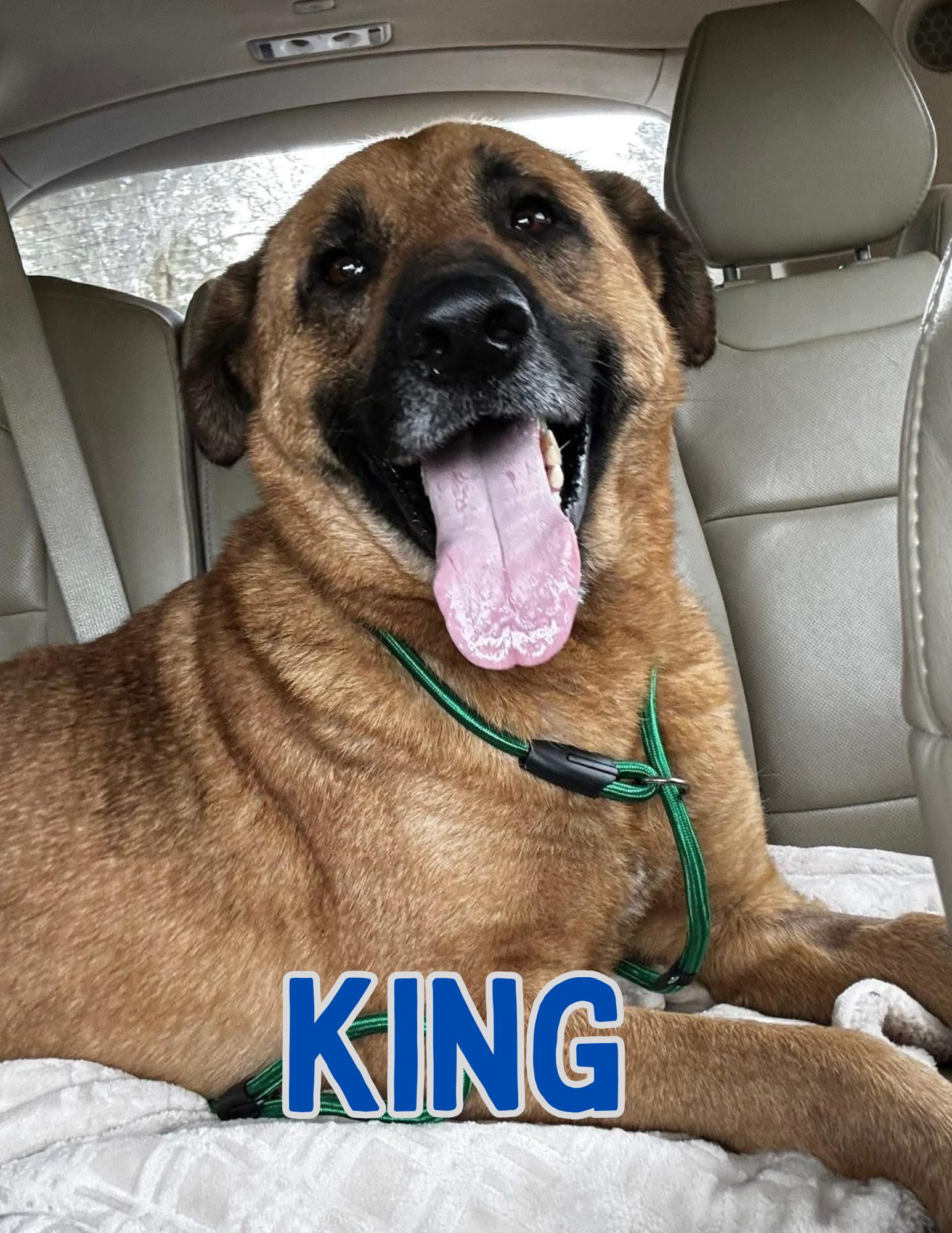 King, ADOPTABLE, Young Male German Shepherd Dog & Great Pyrenees.
