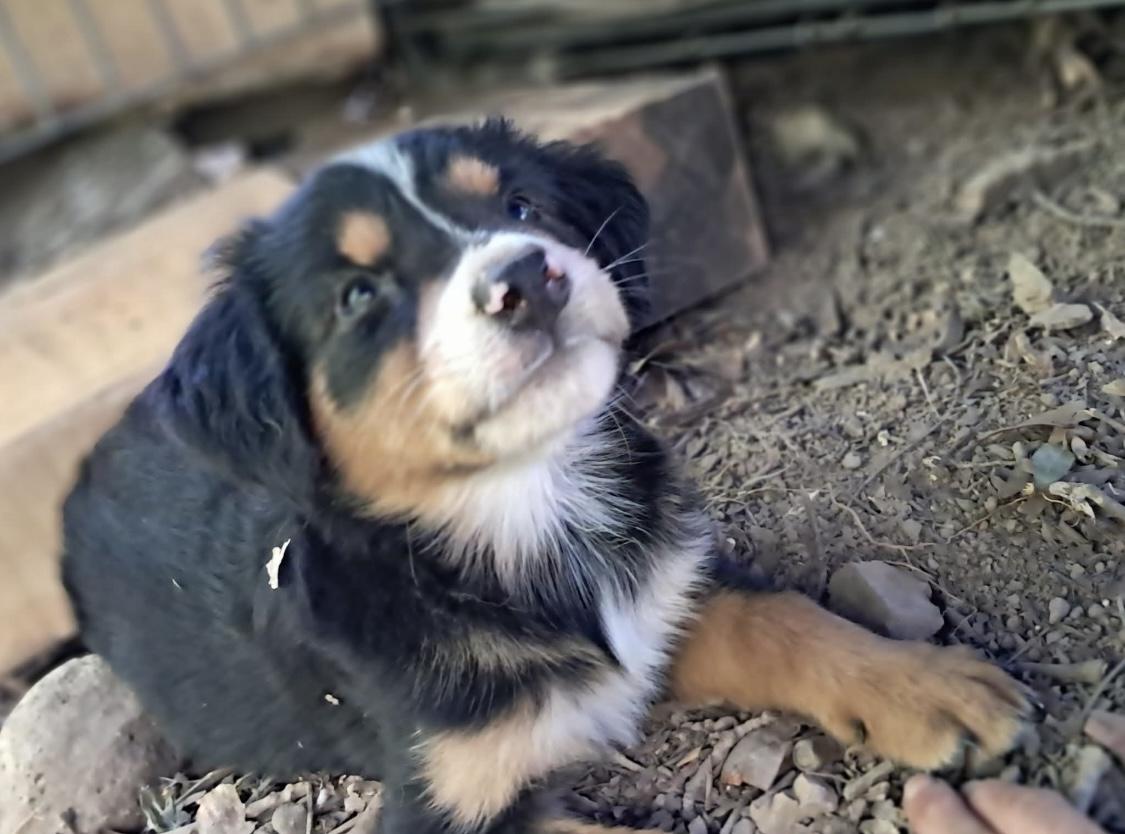 Enlarge Valentino, Chanel & Stefano, an adopted mixed breed in Centerville, TN image 2/6