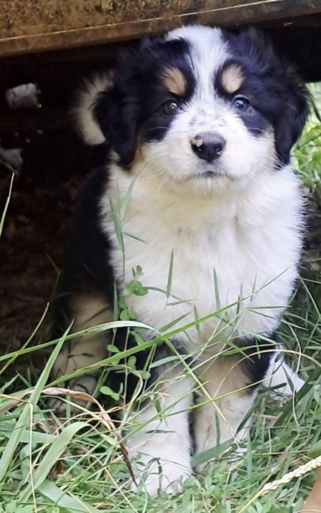 Enlarge Valentino, Chanel & Stefano, an adopted mixed breed in Centerville, TN image 3/6