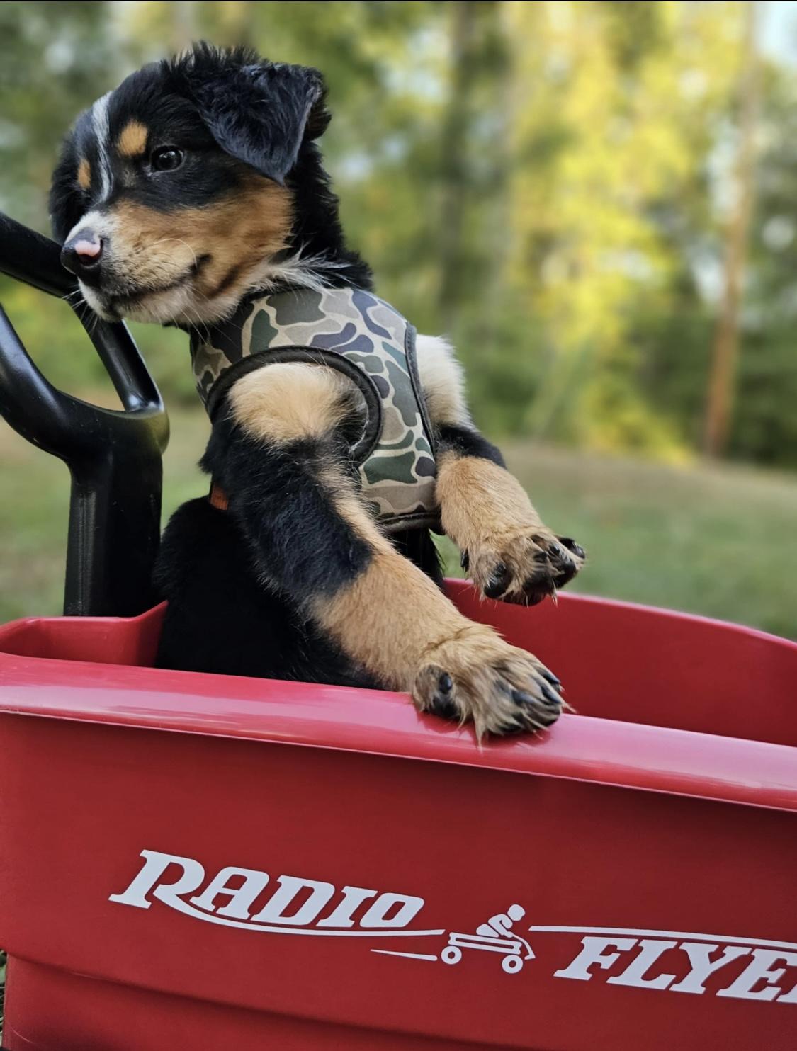 Enlarge Valentino, Chanel & Stefano, an adopted mixed breed in Centerville, TN image 4/6