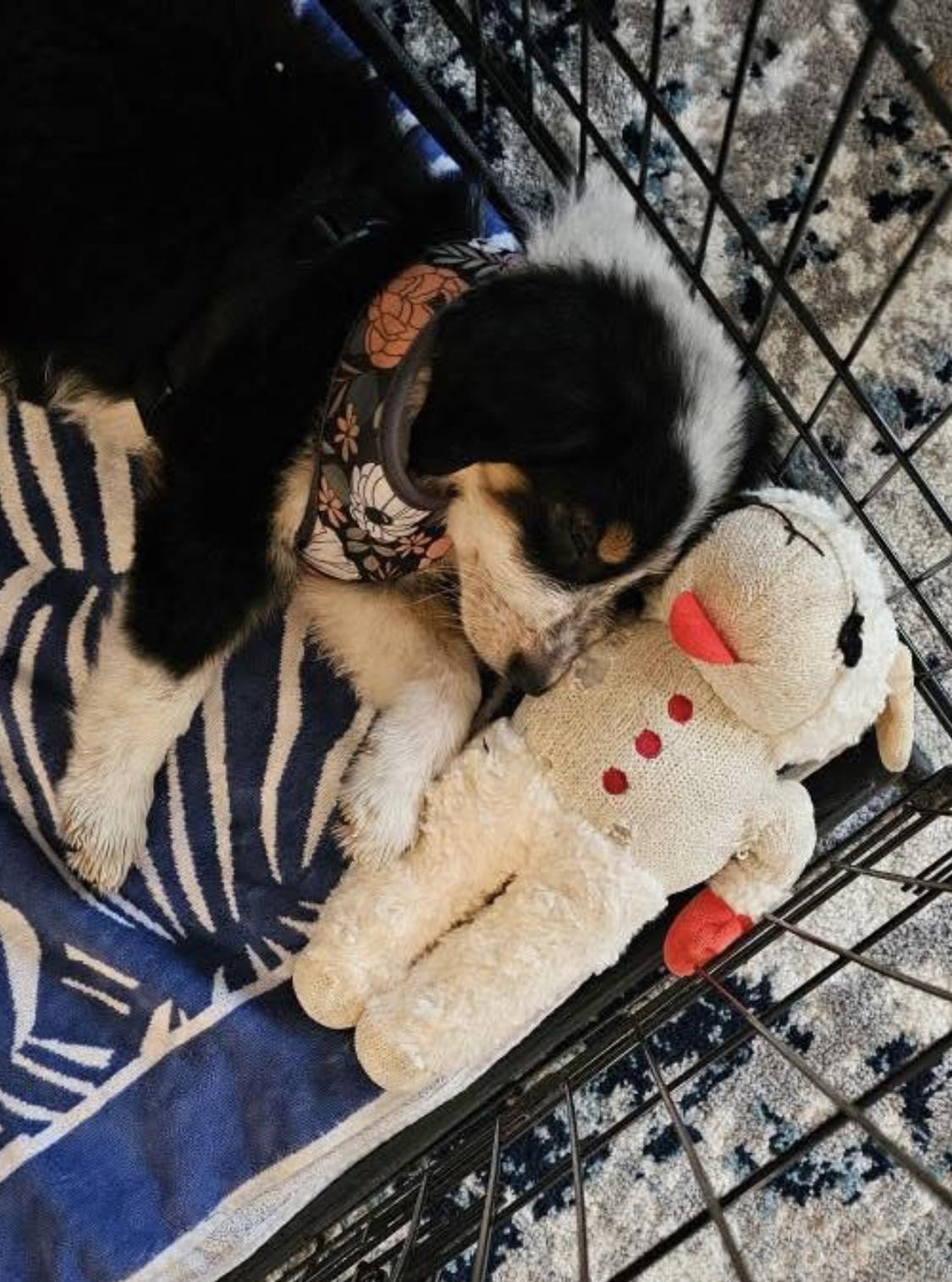 Enlarge Valentino, Chanel & Stefano, an adopted mixed breed in Centerville, TN image 6/6