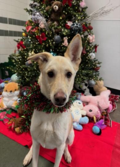 FRANCO, Adoptable, Adult Male German Shepherd Dog.