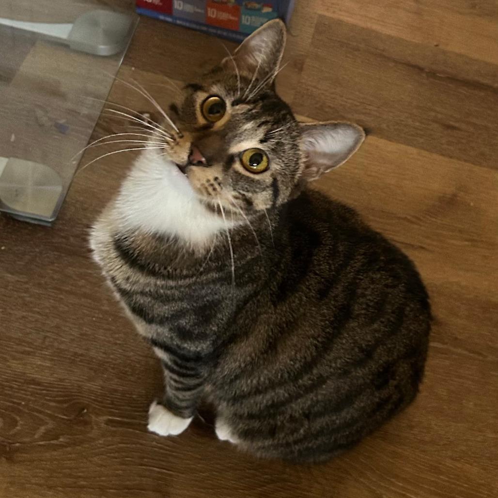 Dipsey, Adoptable, Adult Female Domestic Short Hair.