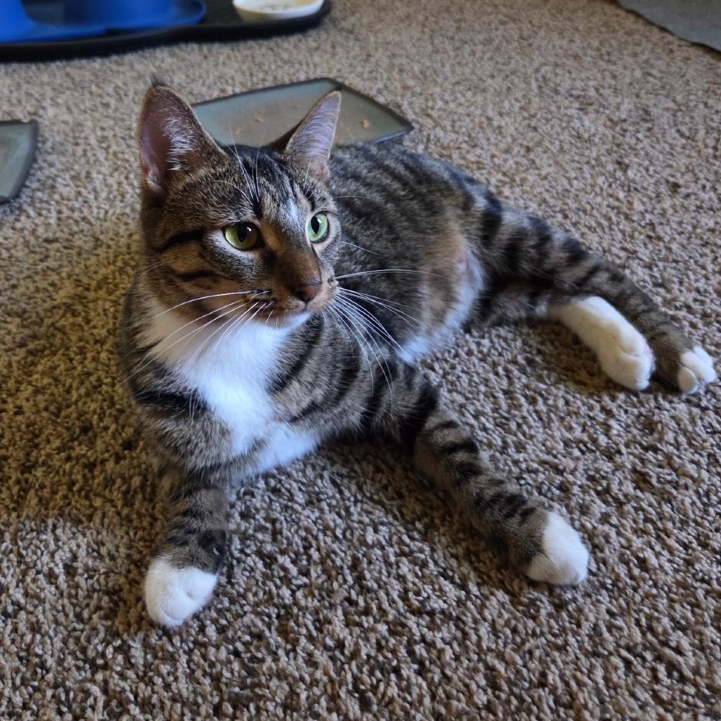 Dipsey, Adoptable, Adult Female Domestic Short Hair.