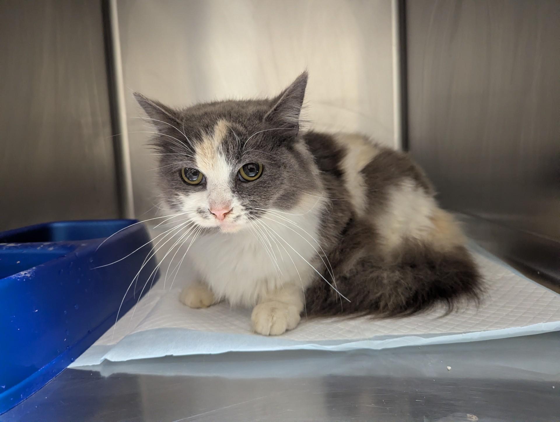 Tippy18303, ADOPTABLE, Young Female Domestic Short Hair.