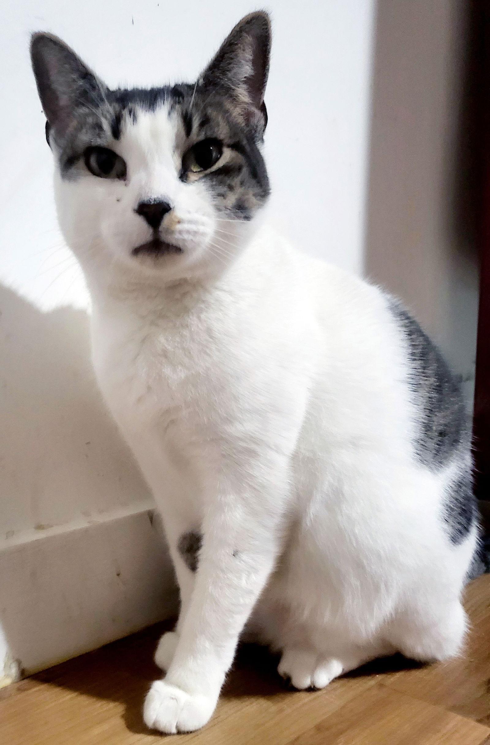 Giselle, Adoptable, Adult Female Domestic Short Hair.