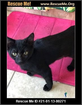 Enlarge Stellaluna, a Adoptable Domestic Short Hair in White Plains, MD image 1/4