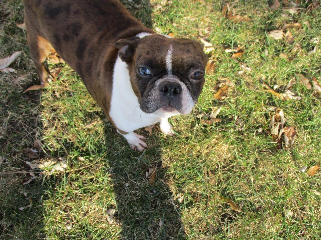 Enlarge Vida - Pending, a ADOPTABLE Boston Terrier in Kansas City, MO image 1/5