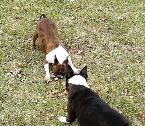 Enlarge Vida - Pending, a ADOPTABLE Boston Terrier in Kansas City, MO image 2/5