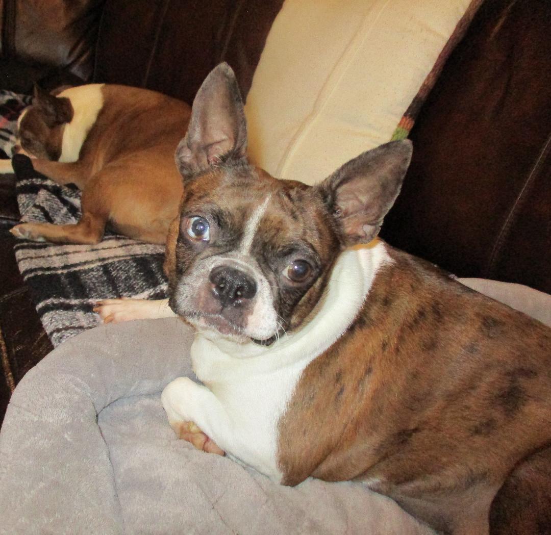 Enlarge Vida - Pending, a ADOPTABLE Boston Terrier in Kansas City, MO image 3/5