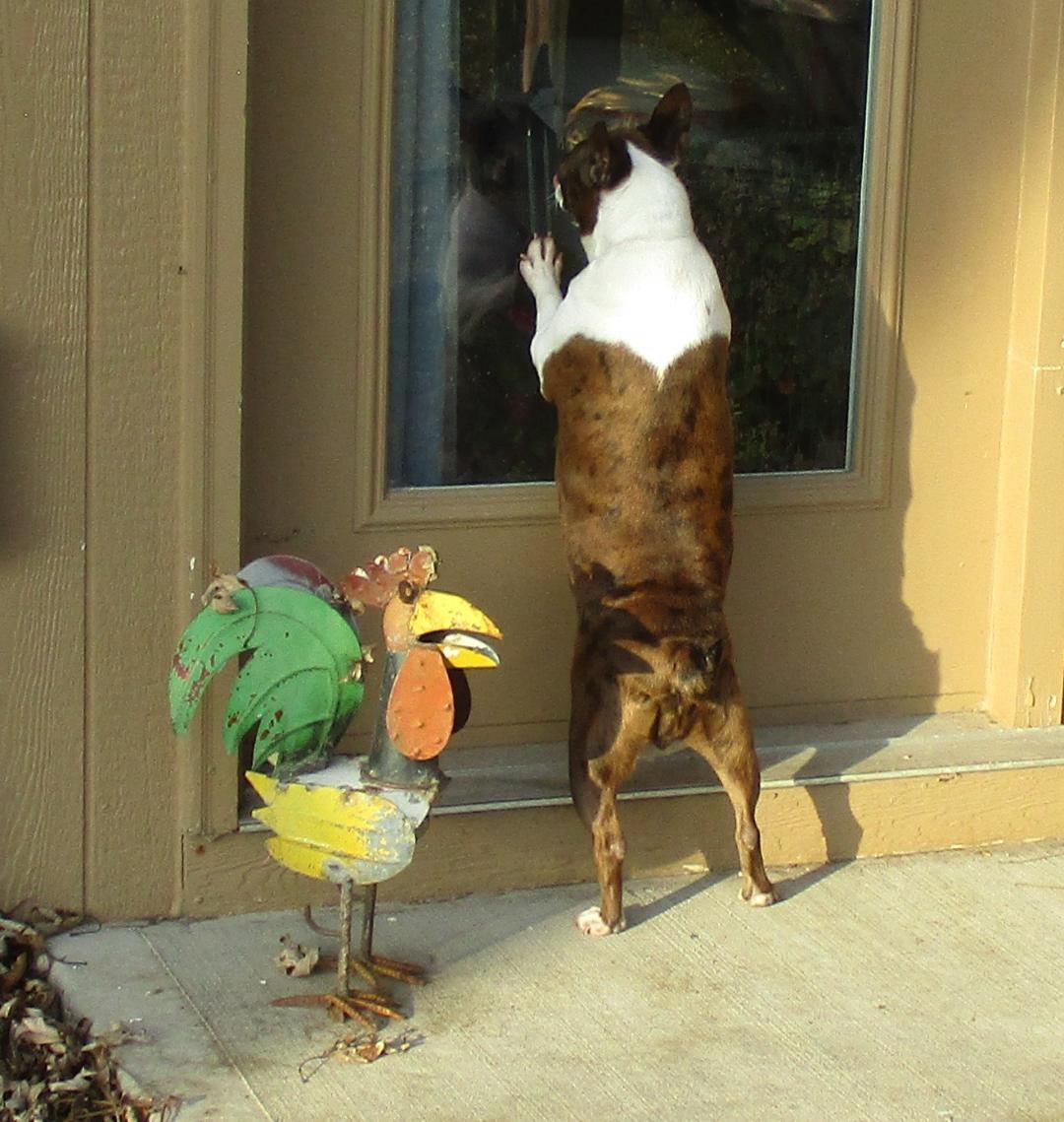 Enlarge Vida - Pending, a ADOPTABLE Boston Terrier in Kansas City, MO image 4/5